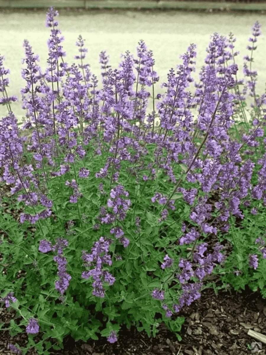 Котовник Фассена "Сикс Хиллз Жиант" - 2 изображение