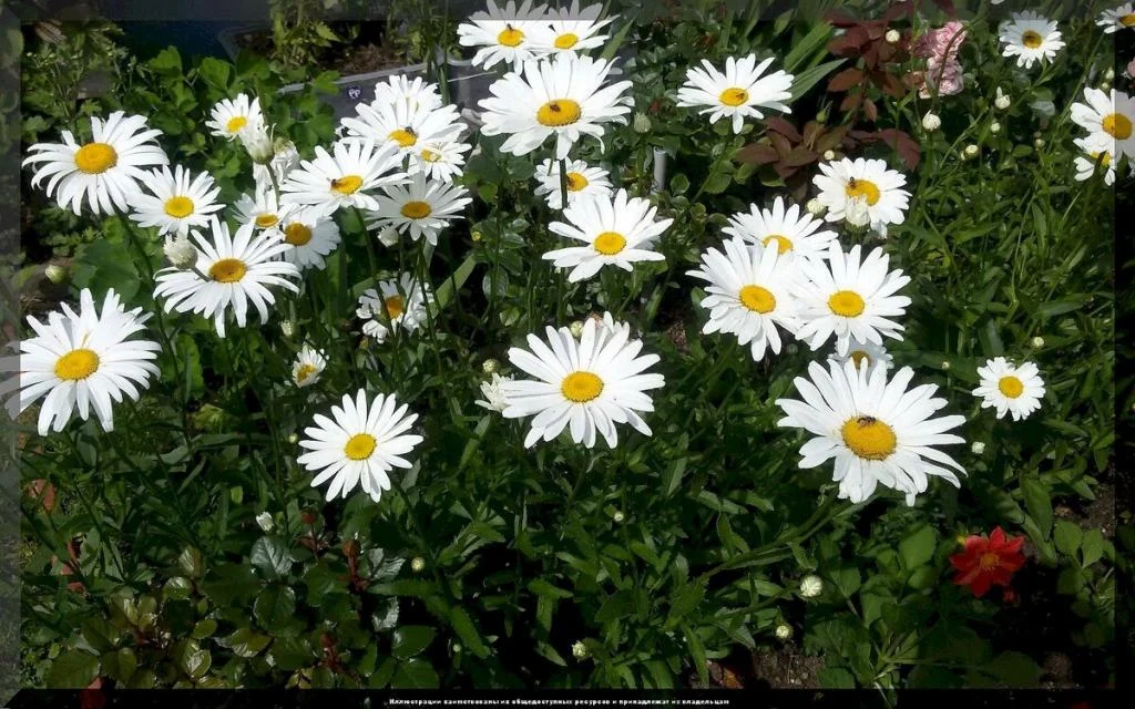 Нивяник наибольший "Аляска"