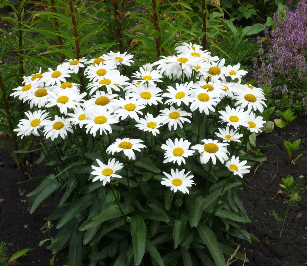 Нивяник наибольший "Аляска" - 2 изображение