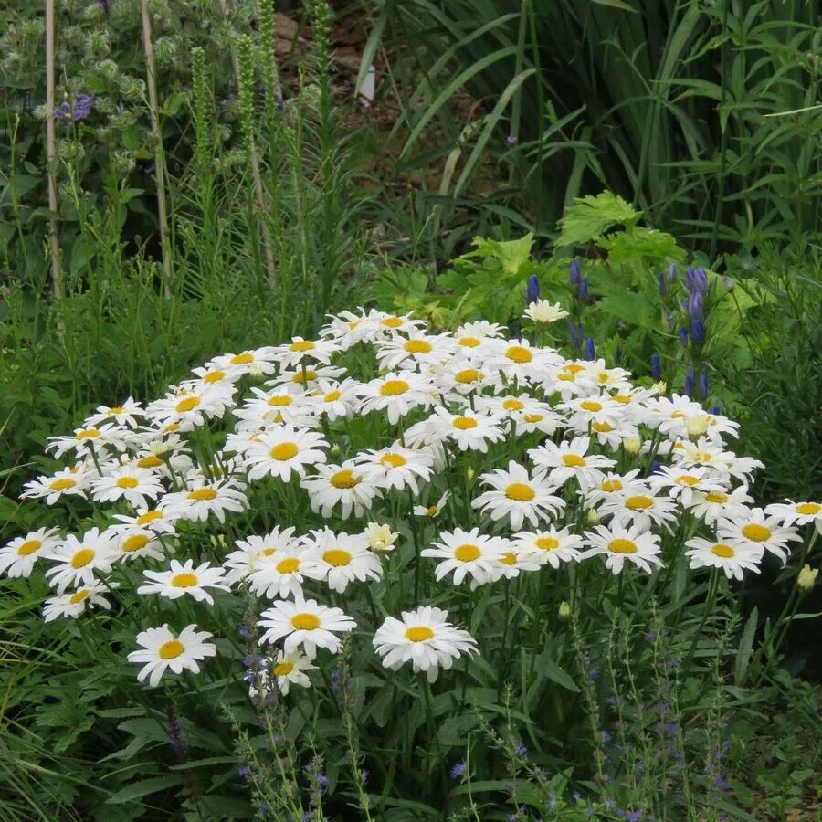 Нивяник наибольший "Сильвер Принцесс" - 2 изображение