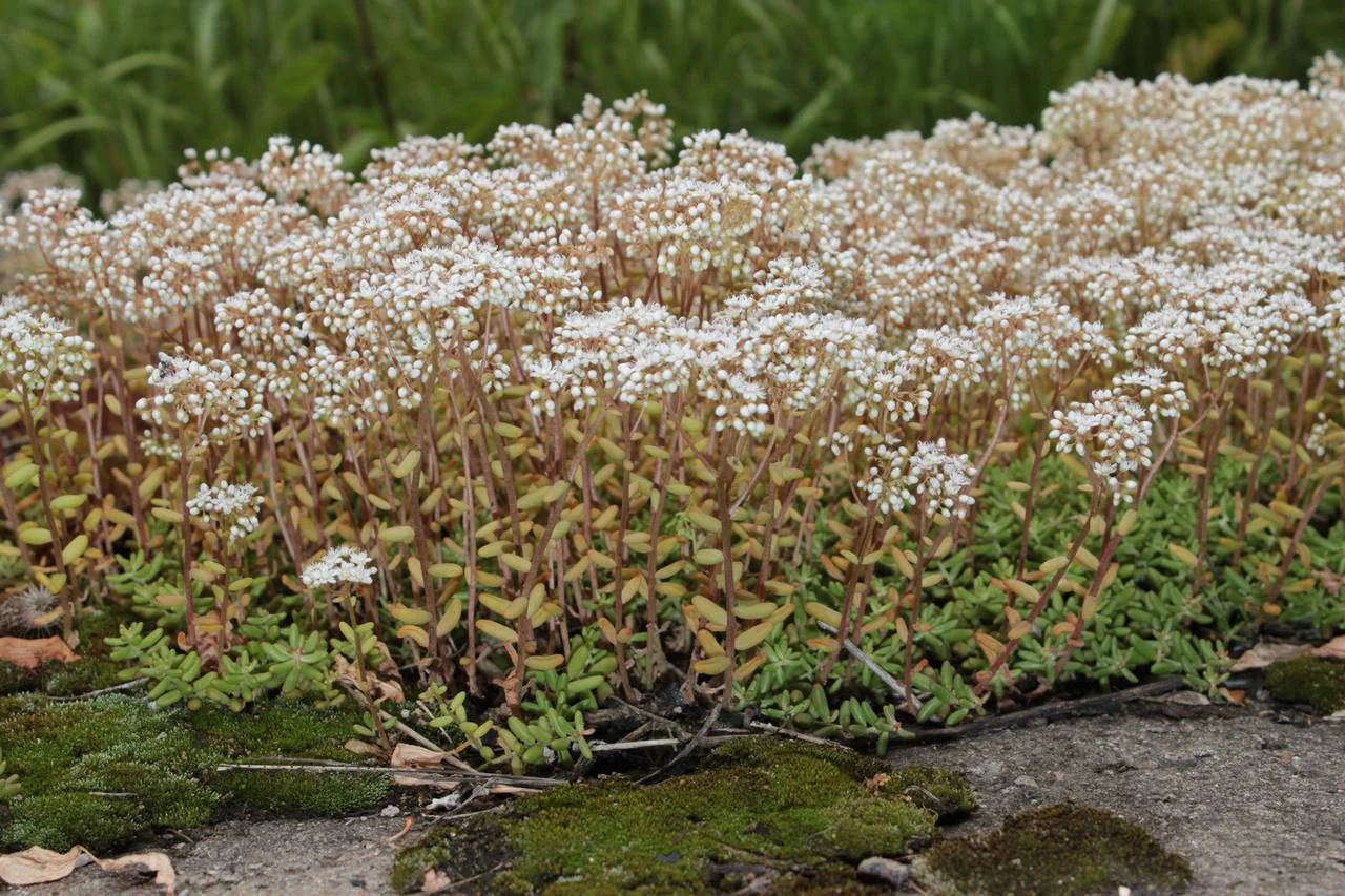 Очиток белый "Лаконикум" - 2 изображение
