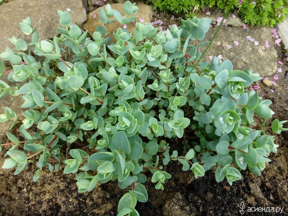 Очиток Эверса