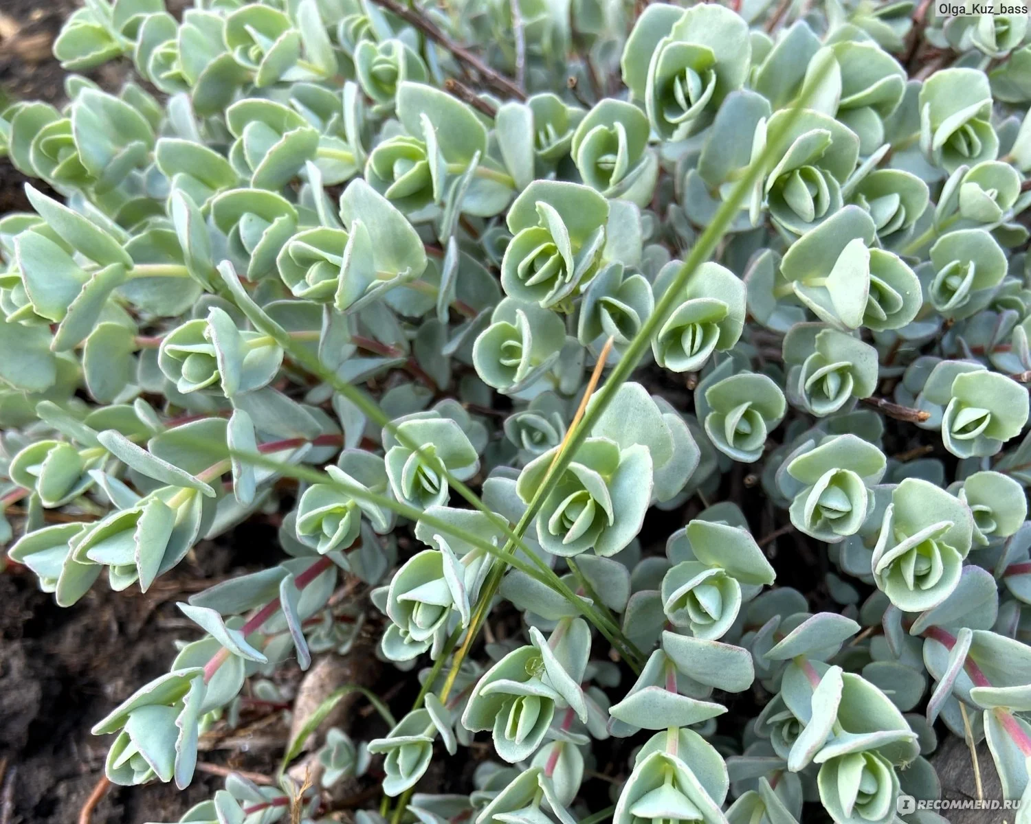 Очиток Эверса - 2 изображение