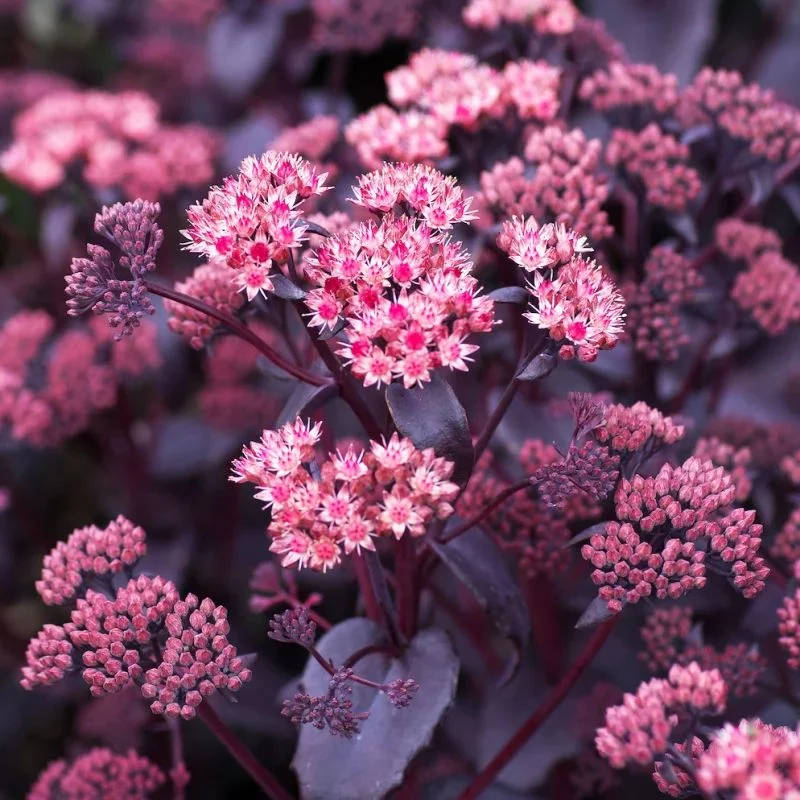Очиток гибридный "Пурпл Эмперор"