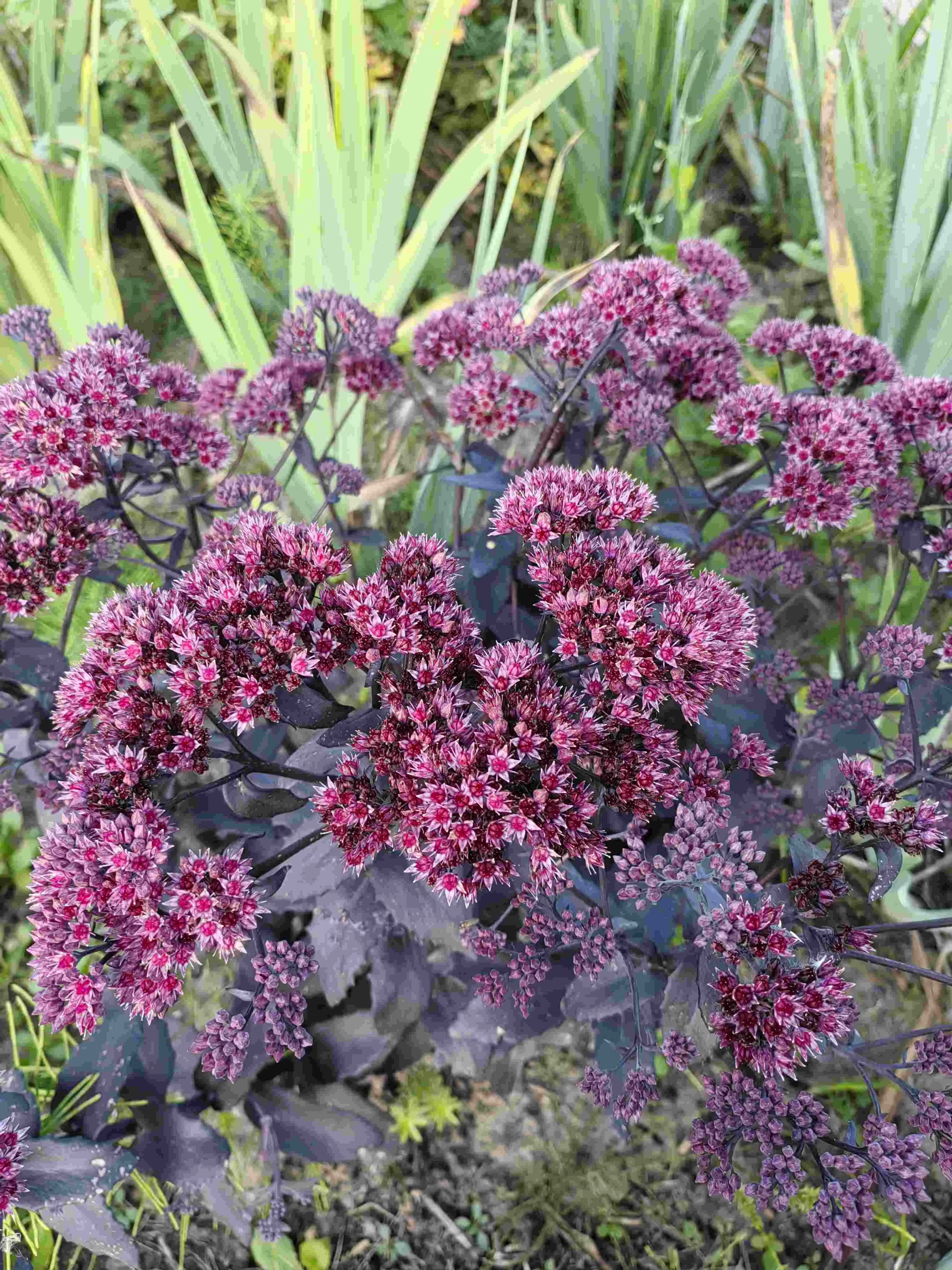 Очиток гибридный "Пурпл Эмперор" - 2 изображение