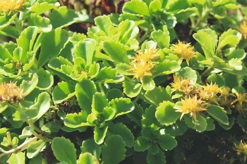 Очиток камчатский - 2 изображение