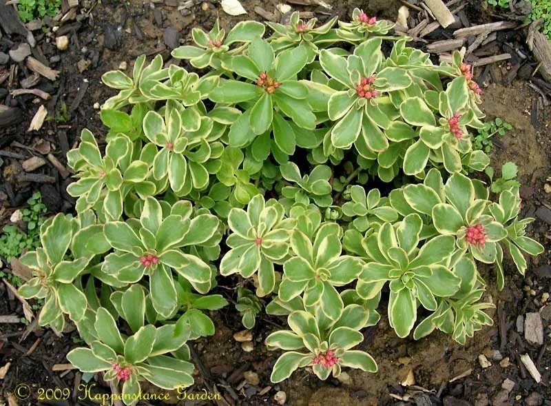 Очиток камчатский "Вариегата"