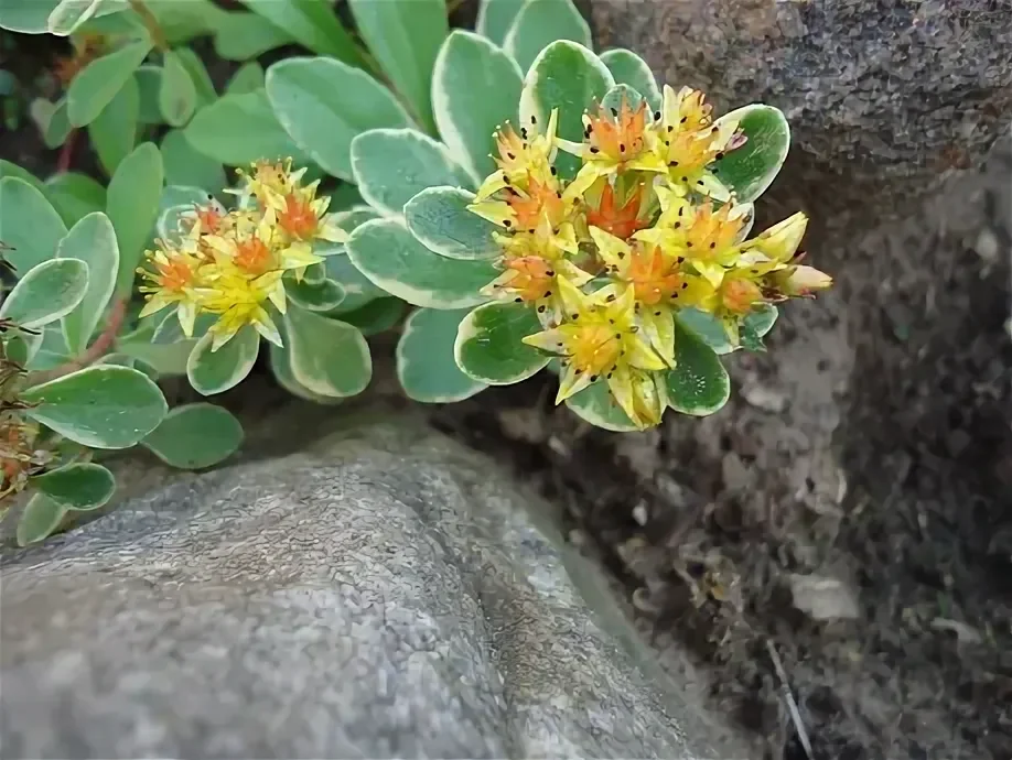 Очиток камчатский "Вариегата" - 2 изображение