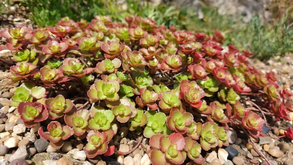 Очиток ложный "Фулдаглут"