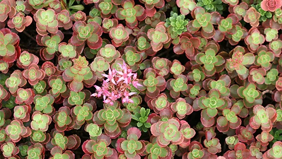 Очиток ложный "Фулдаглут" - 2 изображение