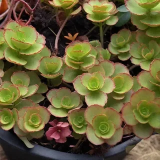 Очиток ложный "Кровь Дракона" - 2 изображение