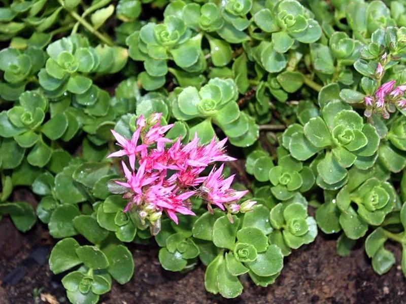 Очиток ложный - 2 изображение