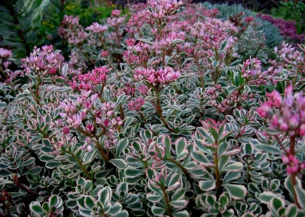 Очиток ложный "Триколор"