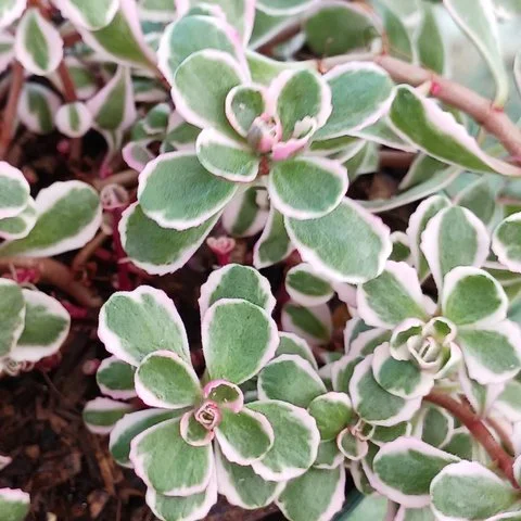 Очиток ложный Вариегатум