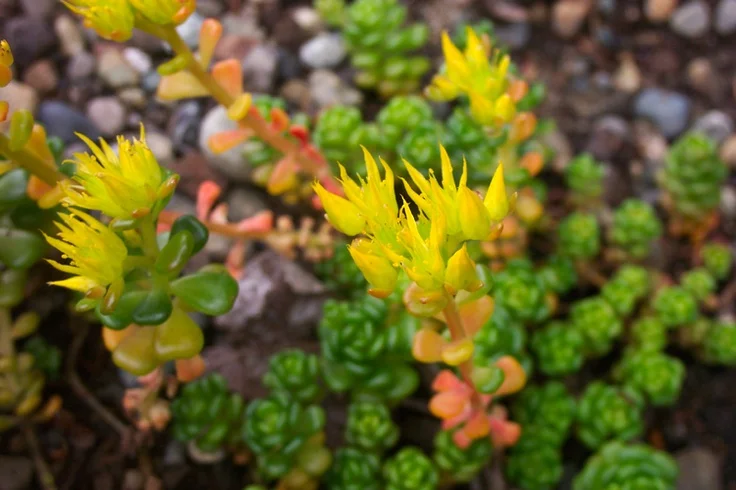 Очиток орегонский - 2 изображение