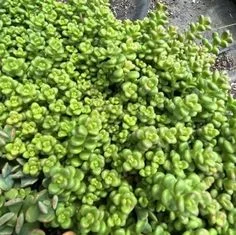 Очиток орегонский