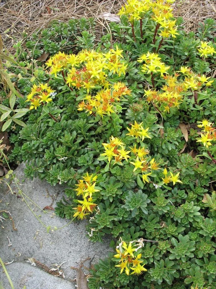 Очиток цветоносный