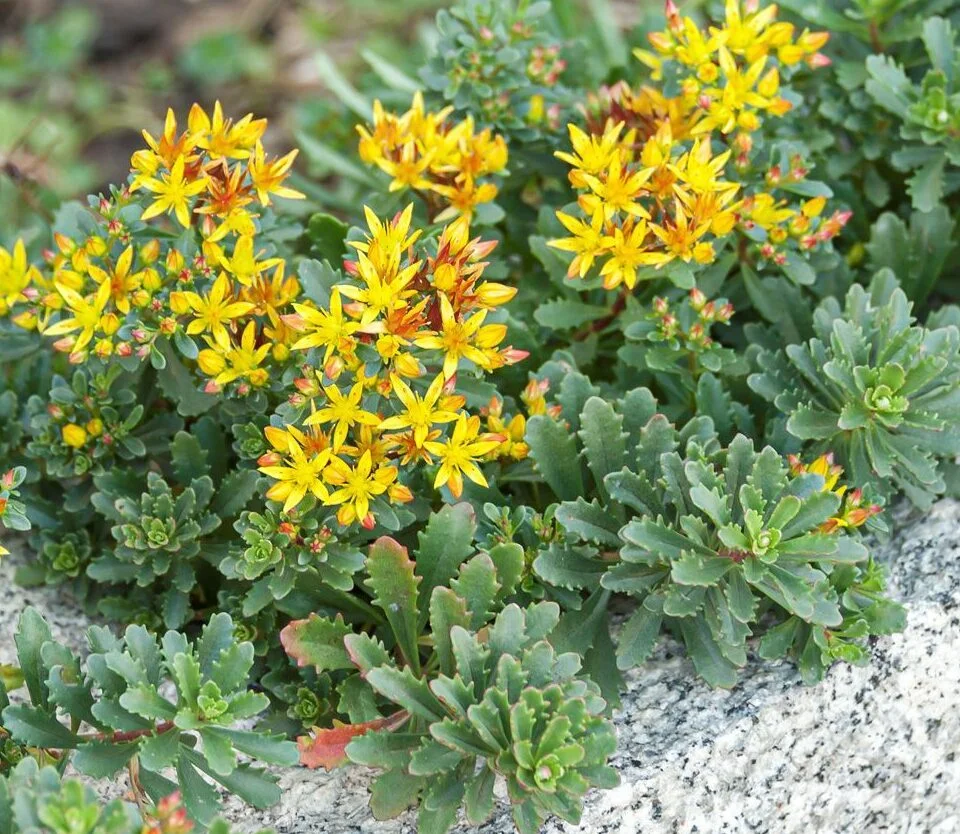 Очиток цветоносный - 2 изображение