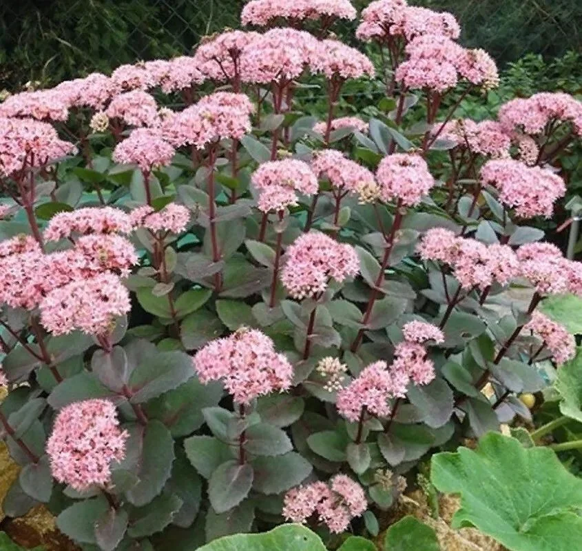 Очиток видный "Матрона"