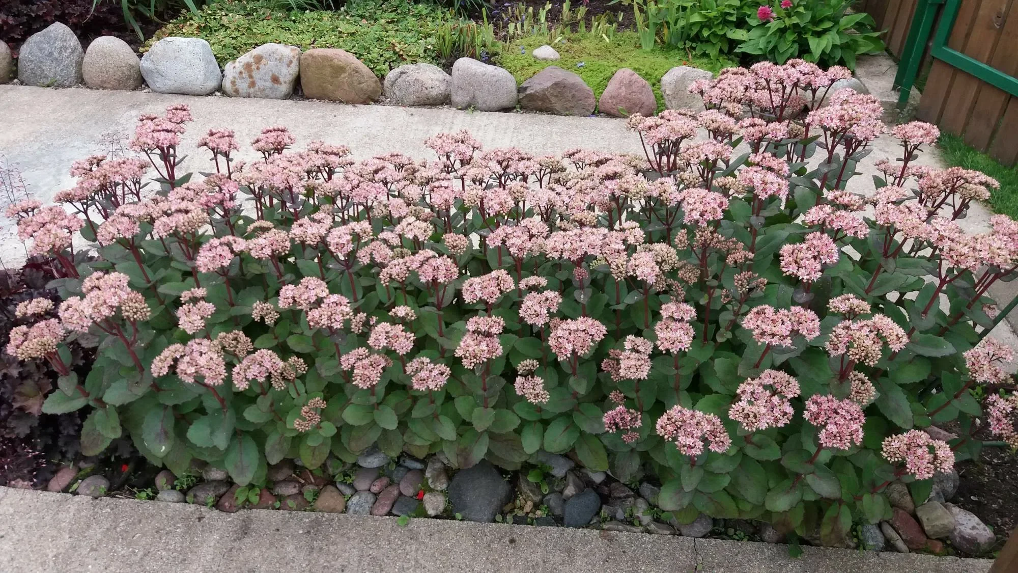 Очиток видный "Матрона" - 2 изображение