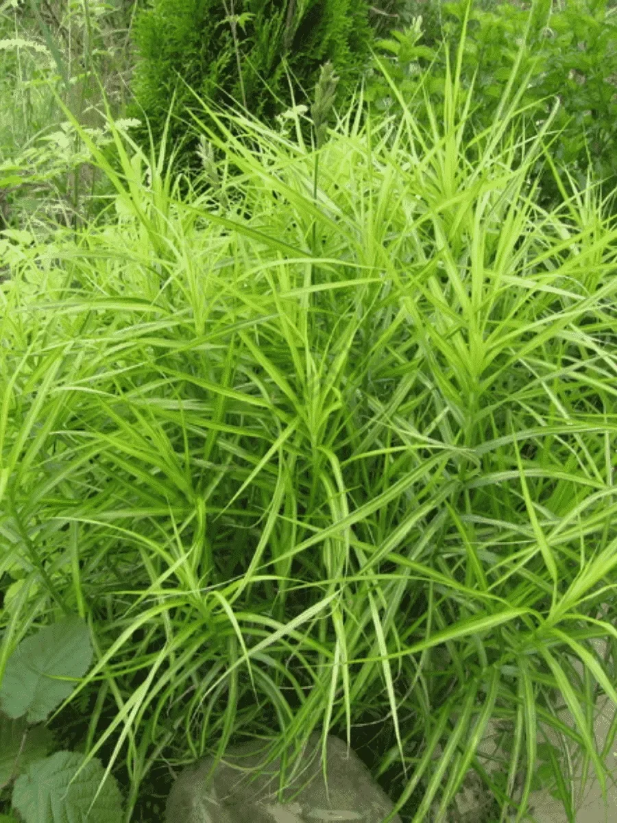 Осока пальмолистная - 2 изображение