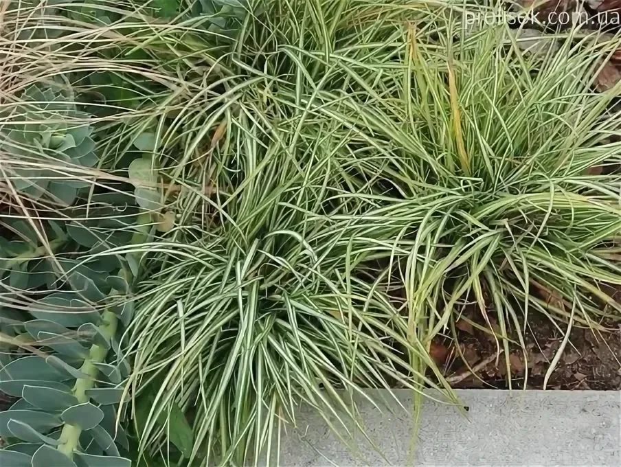 Осока птиценожковая - 2 изображение