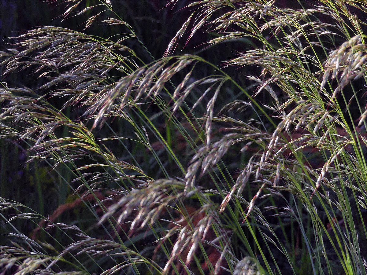 Овсец вечнозеленый