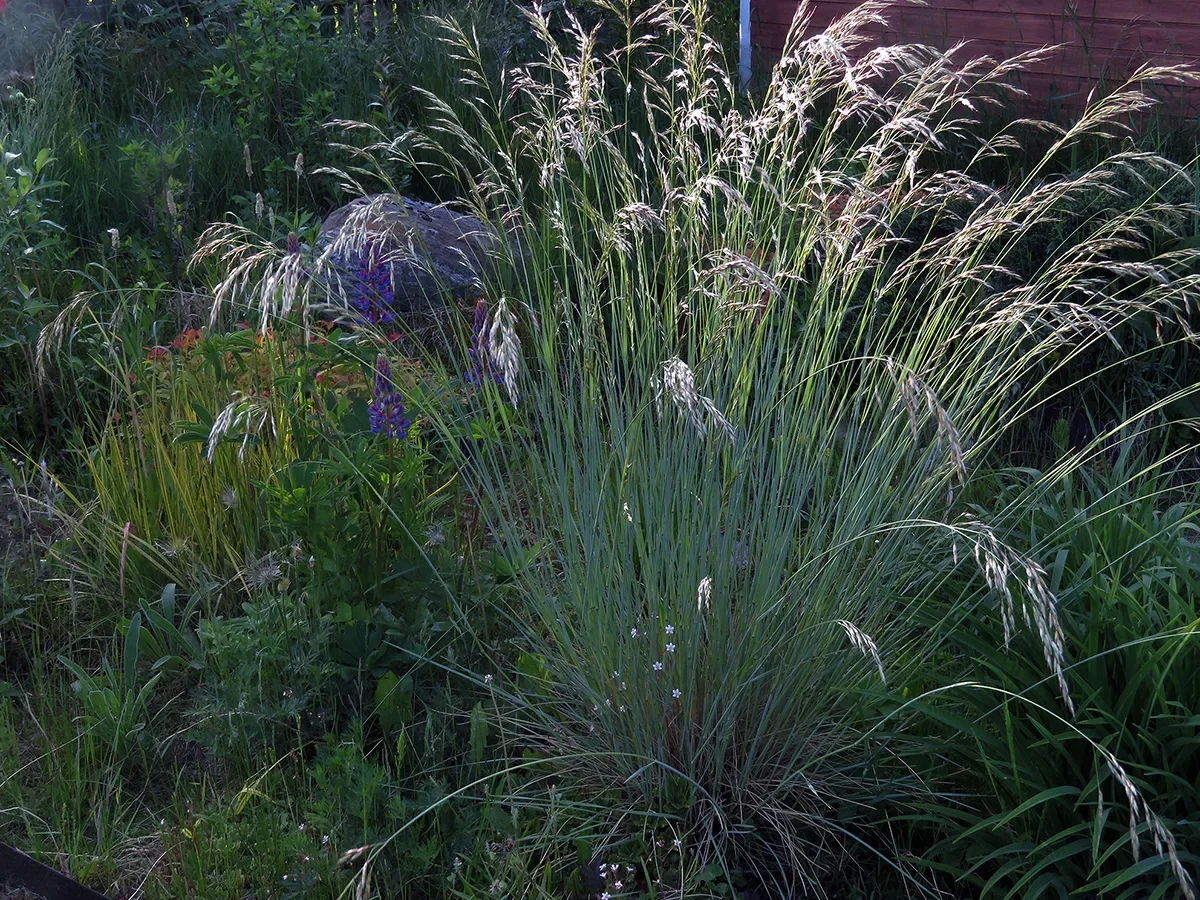 Овсец вечнозеленый - 2 изображение