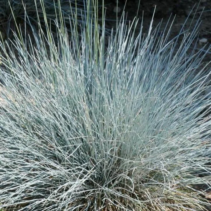 Овсяница голубая 