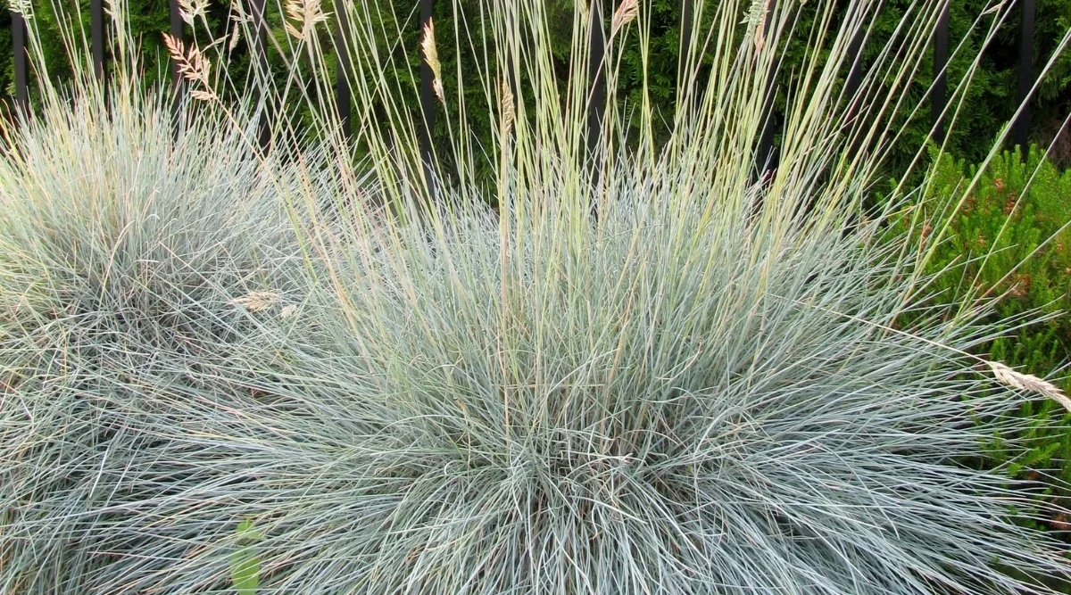 Овсяница голубая  - 2 изображение