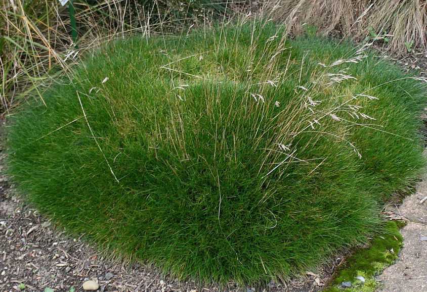 Овсяница Готье