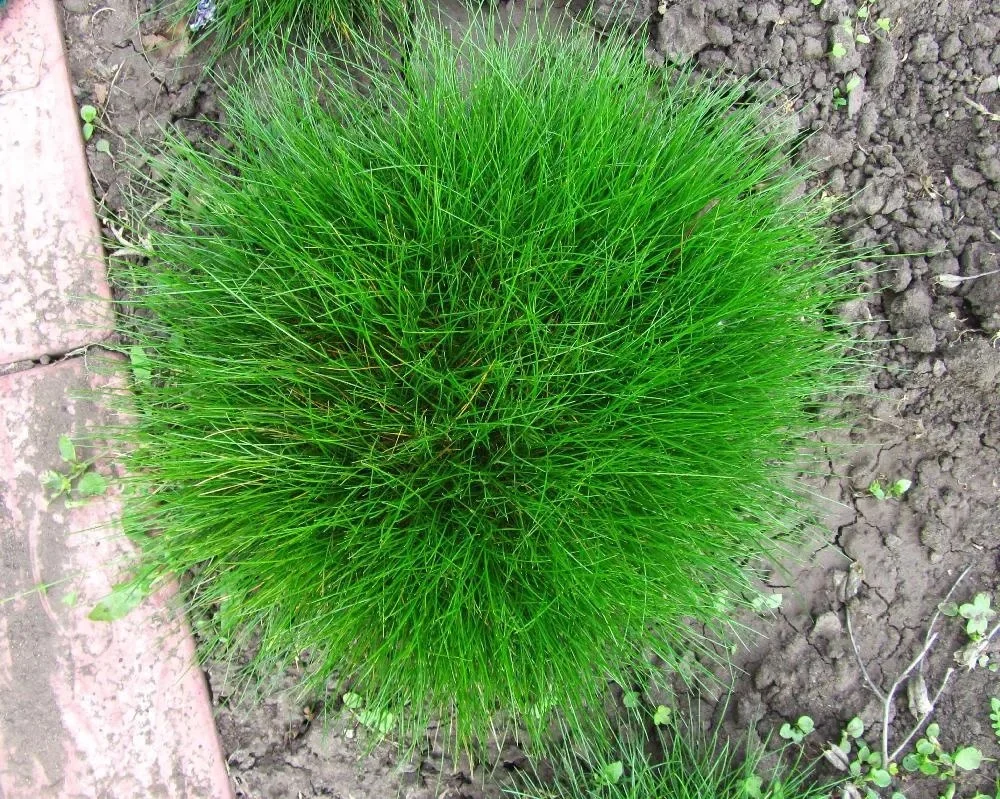 Овсяница метельчатая "Готье" - 2 изображение