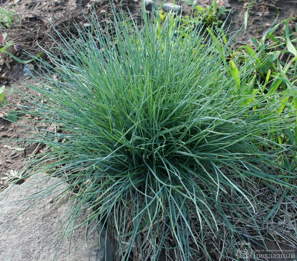 Овсяница сизая - 2 изображение