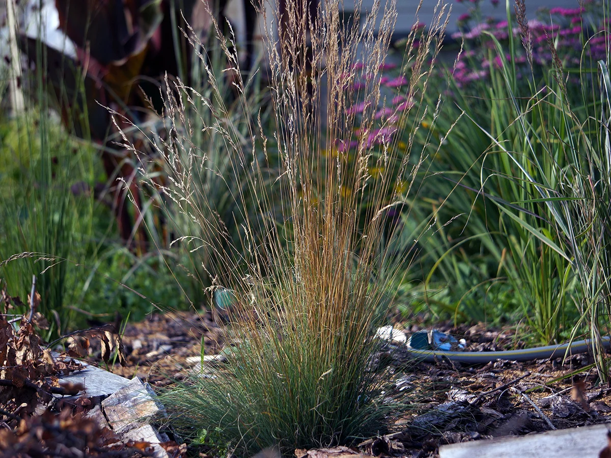 Овсянница аметистовая