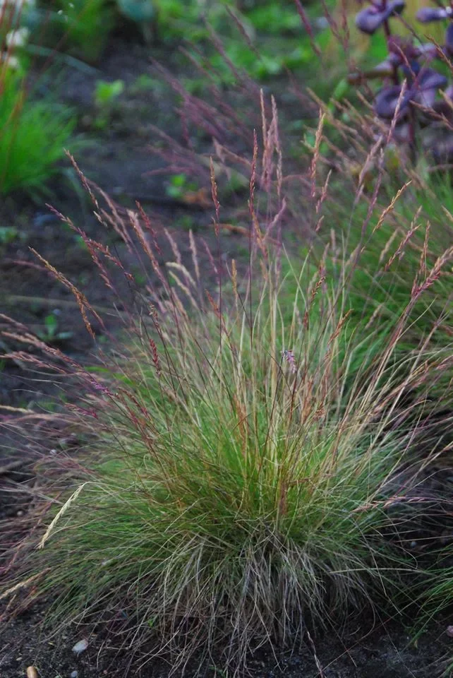 Овсянница аметистовая - 2 изображение