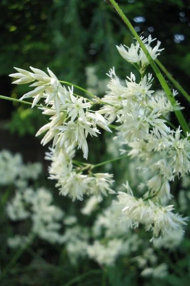 Ожика снежная