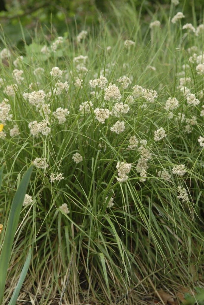 Ожика снежно-белая - 2 изображение