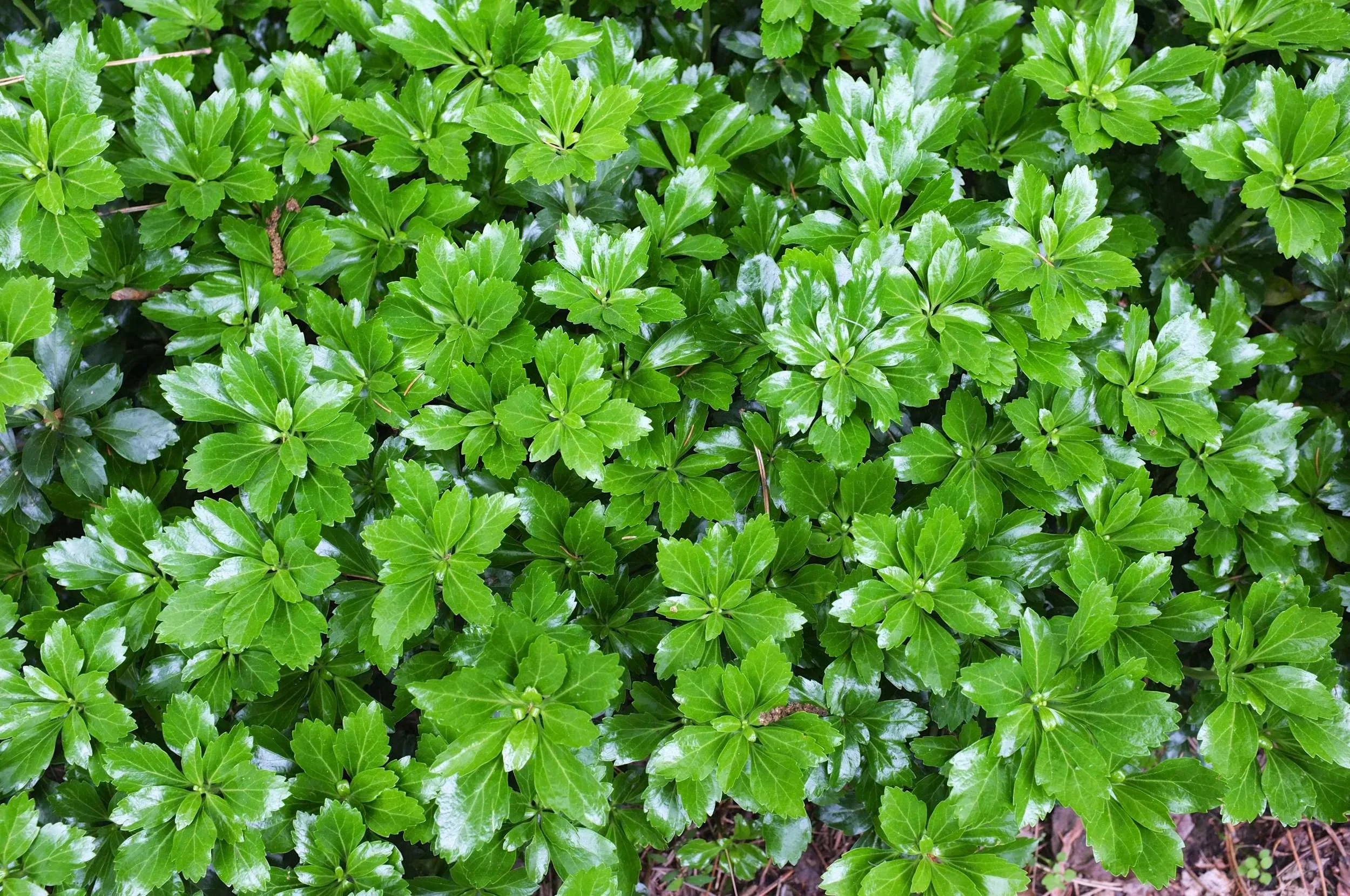 Пахизандра верхушечная "Грин Карпет"