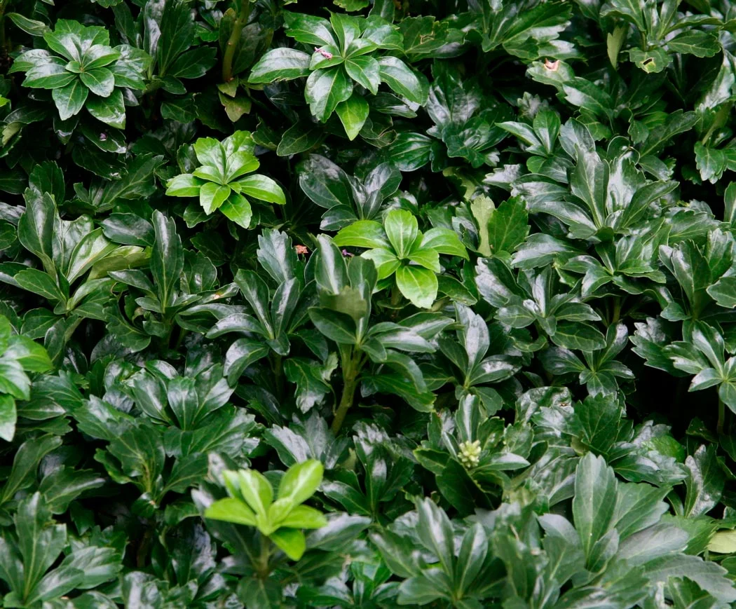 Пахизандра верхушечная "Грин Карпет" - 2 изображение