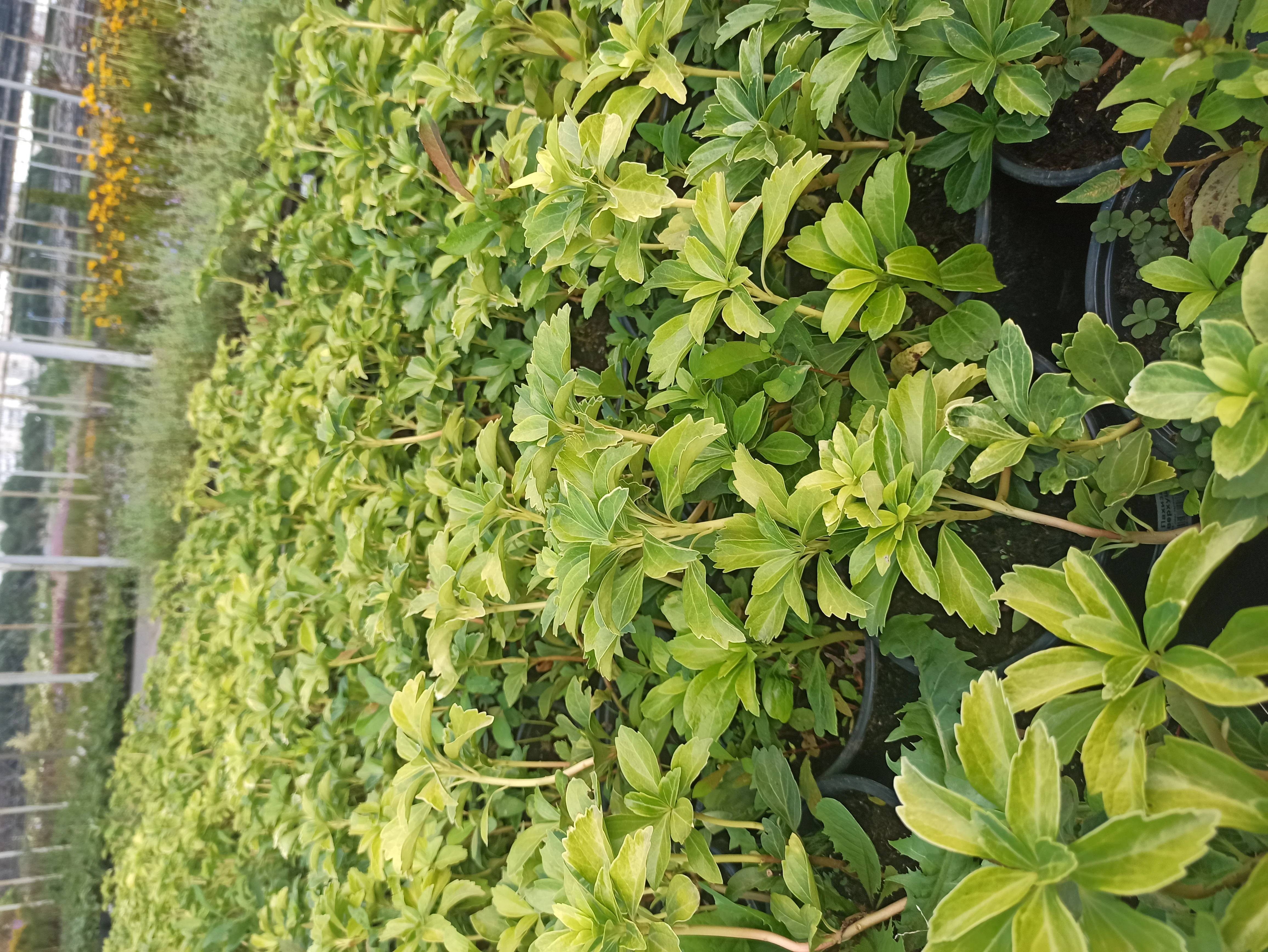 Пахизандра верхушечная