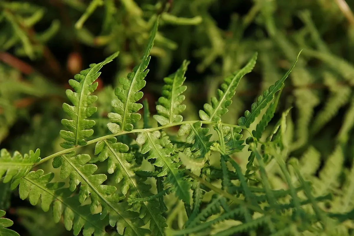 Папоротник кочедыжник женский - 2 изображение