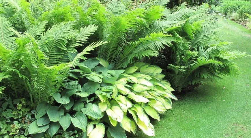 Папоротник  (Щитовник) - 3 изображение