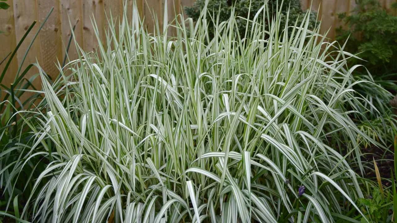 Фалярис тростниковидный "Вариегата" - 2 изображение
