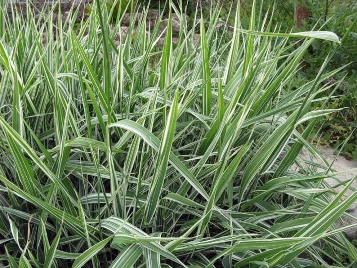 Фалярис тростниковидный "Вариегата"