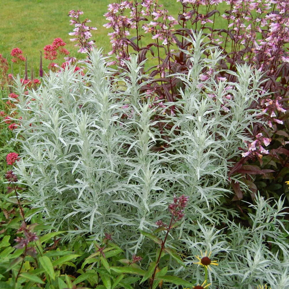 Полынь Людовика