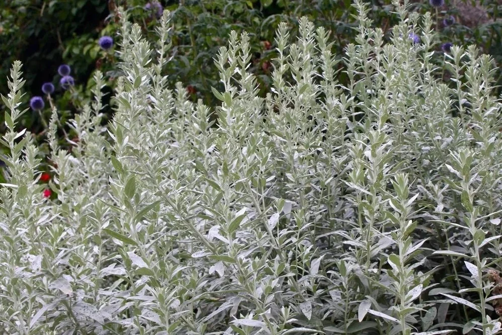 Полынь Людовика - 2 изображение