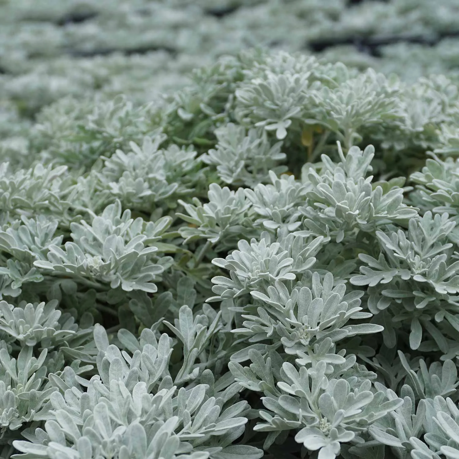 Полынь Стеллера