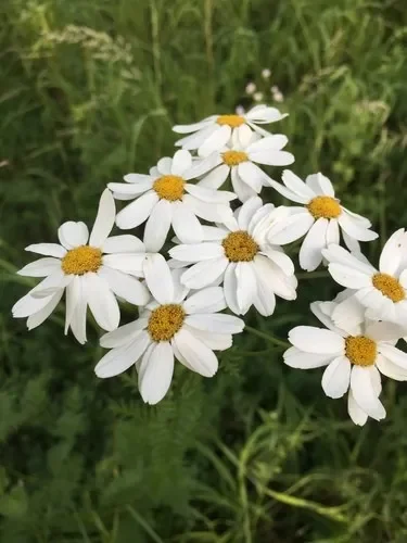 Поповник щитковый