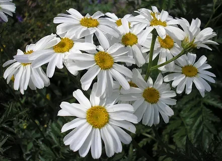 Поповник щитковый - 2 изображение