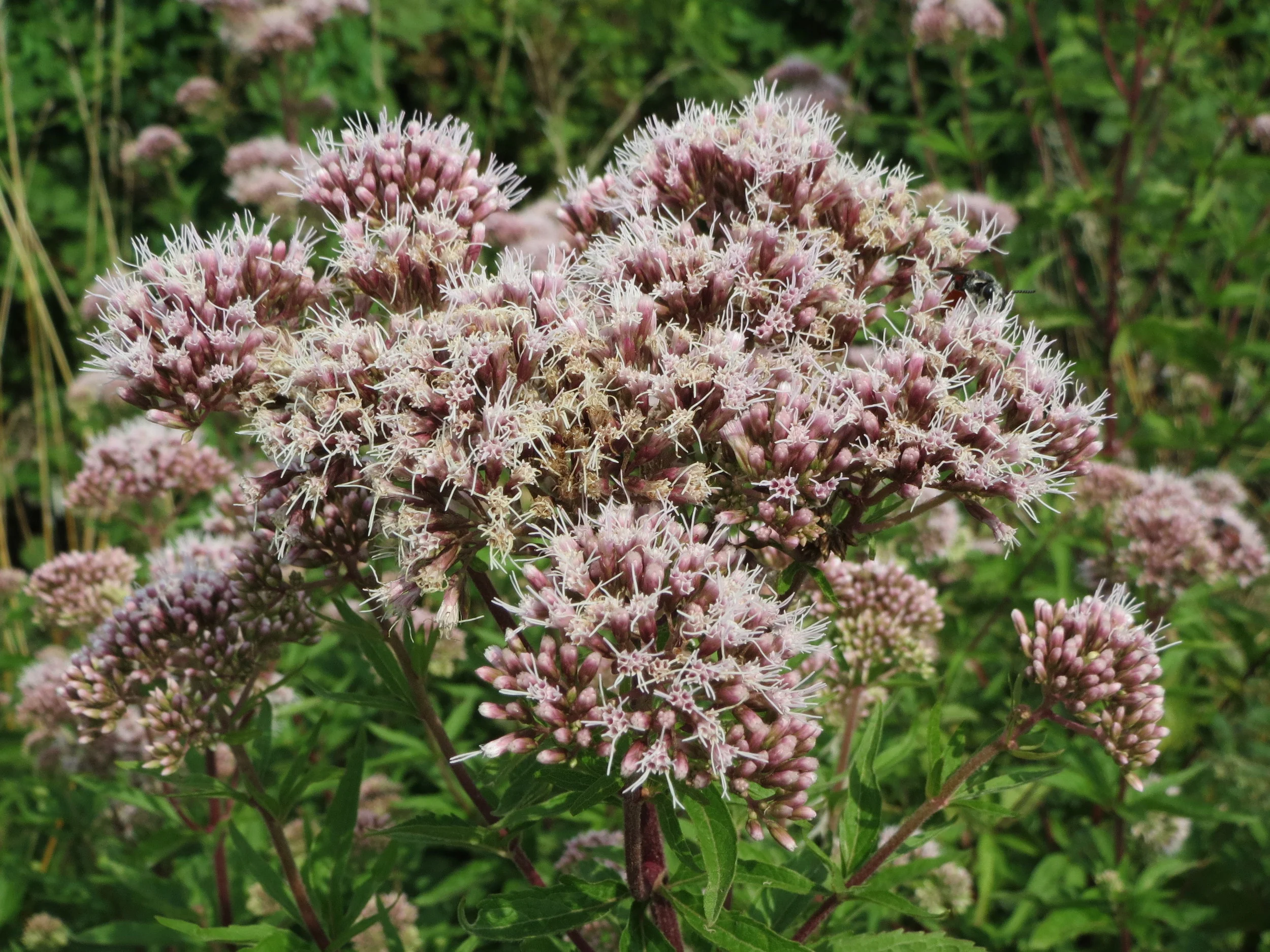 Посконник пурпурный - 2 изображение